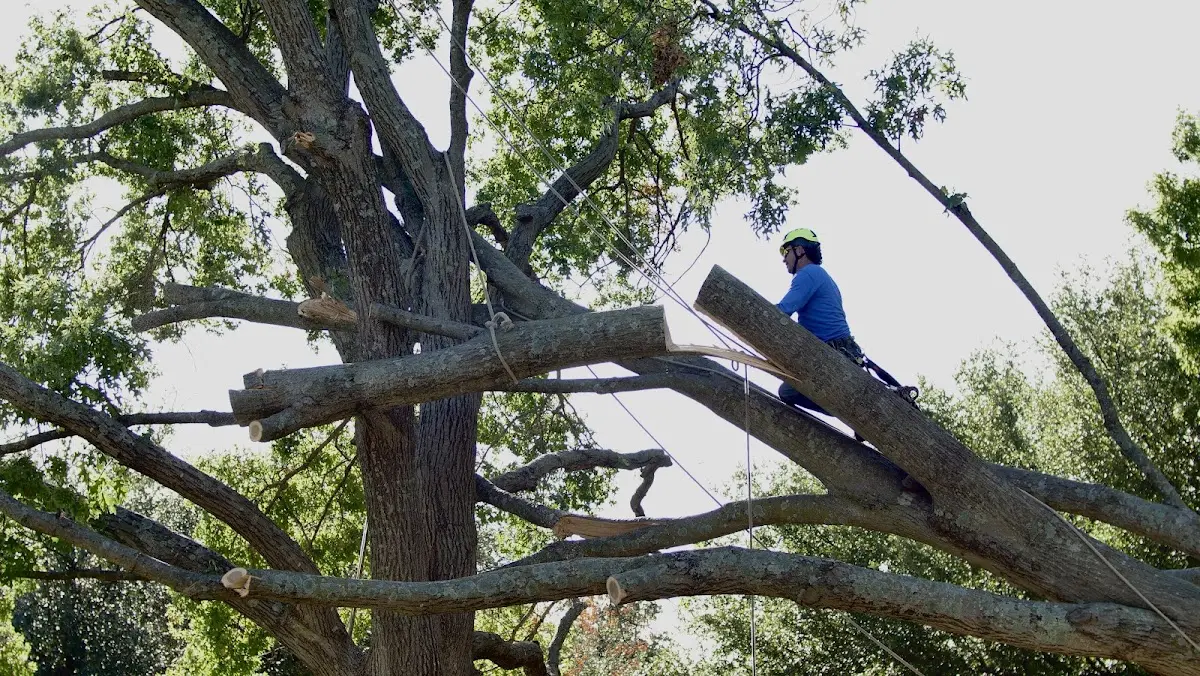 Professional Crown Thinning performed by certified arborists in Pantego