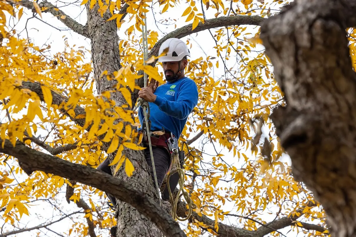 Skilled Dead Tree Removal crew working in Pantego